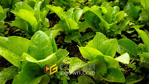 华润娱乐注册开户 新鲜绿色有机蔬菜青菜农作物明升国际平台网址视频